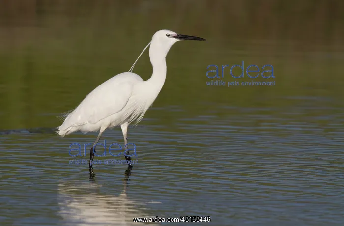 : Little Egret : Little Egret