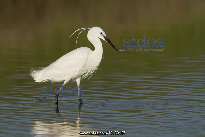 : Little Egret : Little Egret
