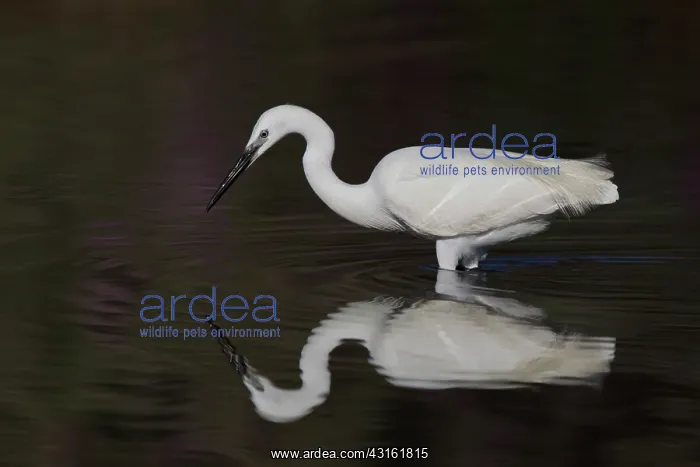 : Little Egret : Little Egret