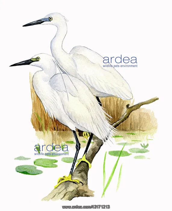 : Little Egret : Little Egret