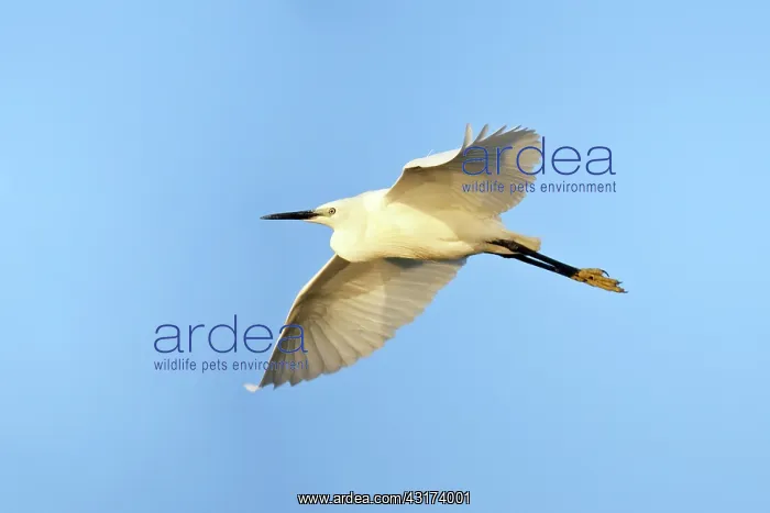 : Little Egret : Little Egret