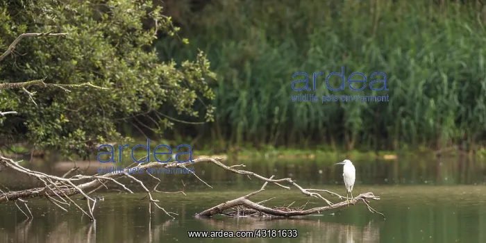 : Little Egret : Little Egret