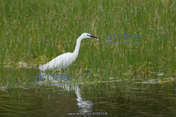 : Little Egret : Little Egret