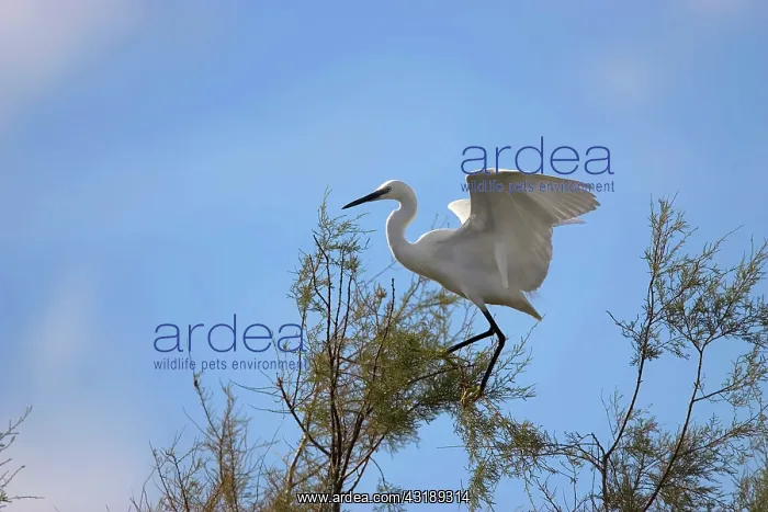 : Little Egret : Little Egret