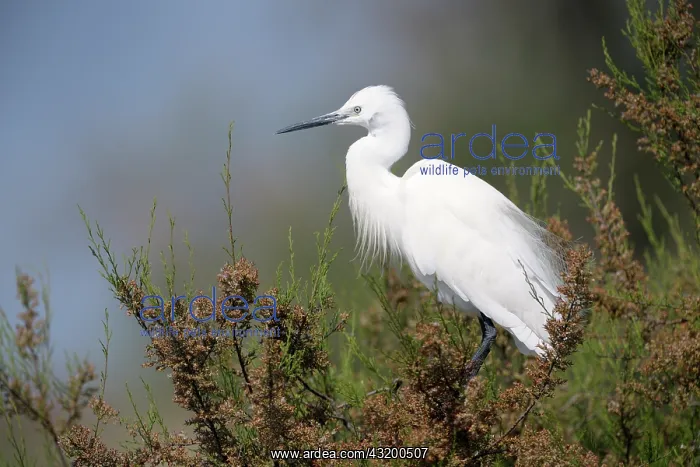 : Little Egret : Little Egret