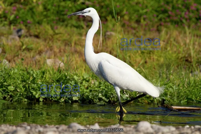 : Little Egret : Little Egret