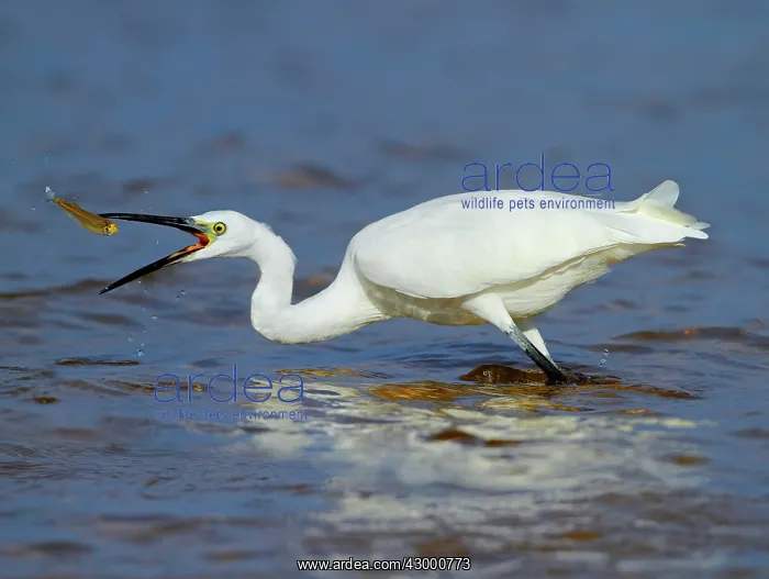  : Little Egret adult fishing