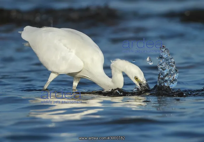 : Little Egret adult fishing : Little Egret adult fishing