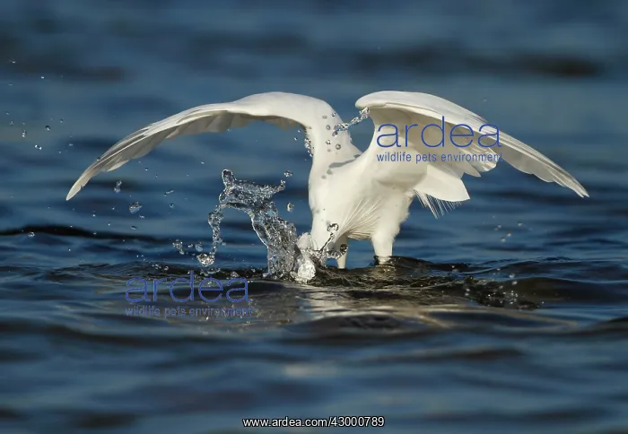 : Little Egret adult fishing : Little Egret adult fishing