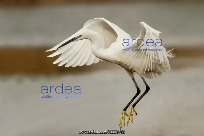 : Little Egret adult in flight above the water : Little Egret adult in flight above the water