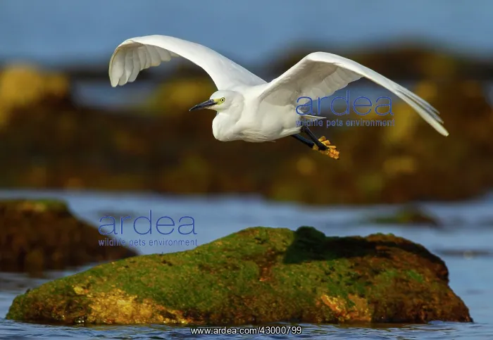 : Little Egret adult in flight above the water : Little Egret adult in flight above the water