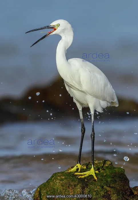 : Little Egret adult perched on rock with beak open : Little Egret adult perched on rock with beak open