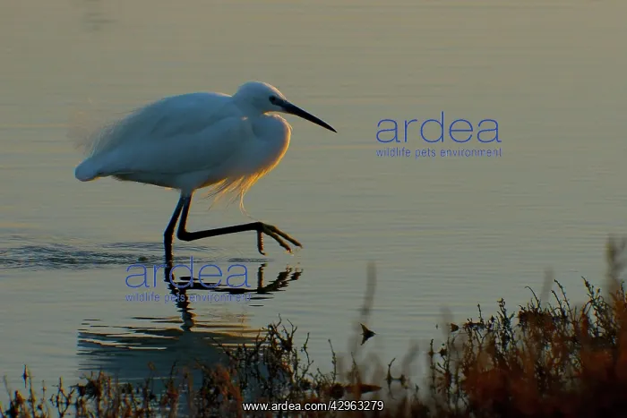 : Little Egret - Camargue - France : Little Egret - Camargue - France