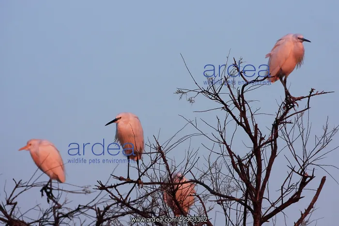 : Little Egret - Camargue - France : Little Egret - Camargue - France