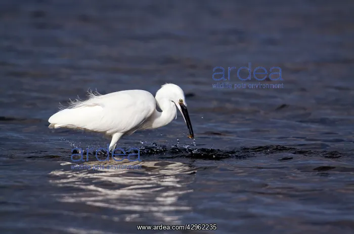 : Little Egret - catching a small fish : Little Egret - catching a small fish