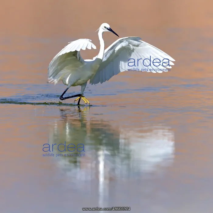  : Little egret (Egretta garzetta), Raysut, Salalah, Dhofar