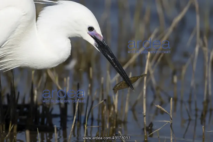 : Little egret (Egretta garzetta) adult bird with a Stickleback fish for food in its beak : Little egret (Egretta garzetta) adult bird with a Stickleback fish for food in its beak