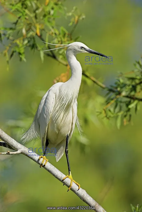 : Little Egret (Egretta garzetta) in the Danube : Little Egret (Egretta garzetta) in the Danube