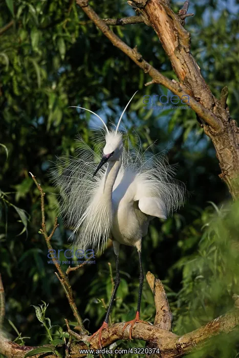  : Little Egret (Egretta garzetta) in the Danube