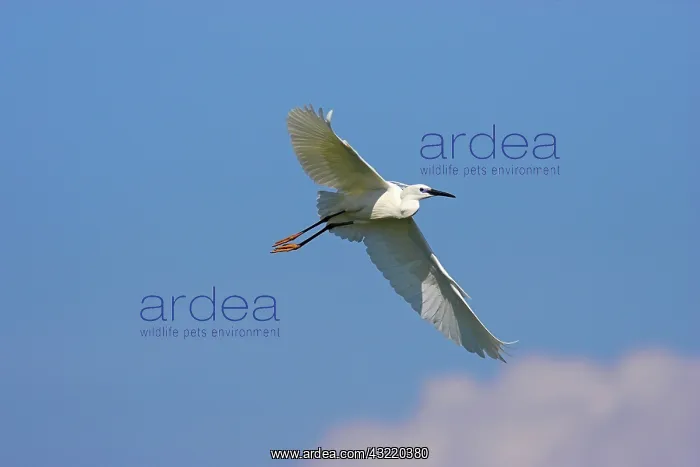 : Little Egret (Egretta garzetta) in the Danube : Little Egret (Egretta garzetta) in the Danube