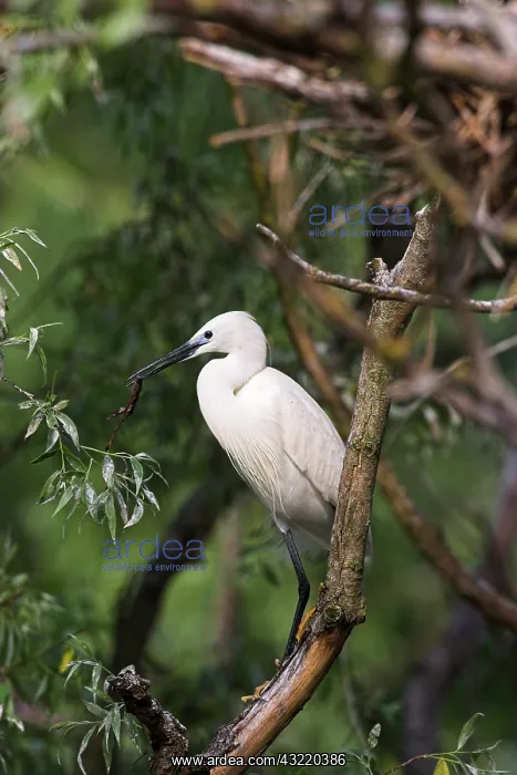 : Little Egret (Egretta garzetta) in the Danube : Little Egret (Egretta garzetta) in the Danube