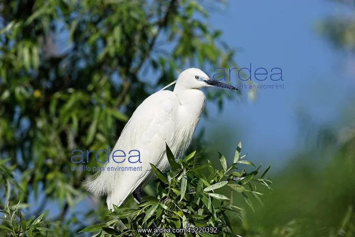 : Little Egret (Egretta garzetta) in the Danube : Little Egret (Egretta garzetta) in the Danube