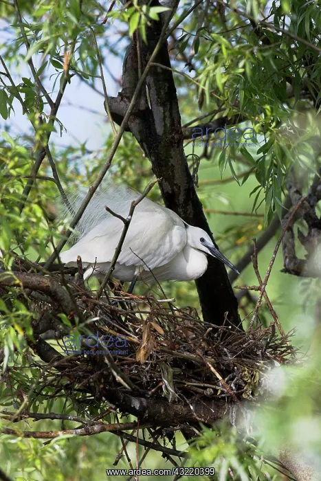 : Little Egret (Egretta garzetta) in the Danube : Little Egret (Egretta garzetta) in the Danube