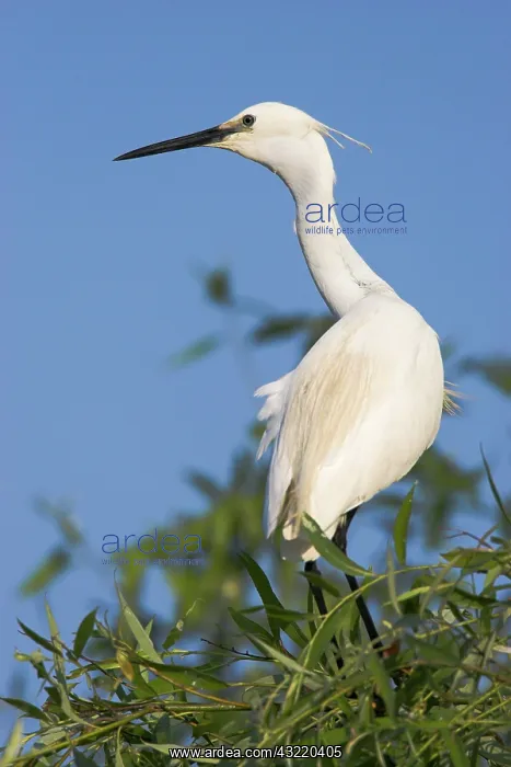 : Little Egret (Egretta garzetta) in the Danube : Little Egret (Egretta garzetta) in the Danube