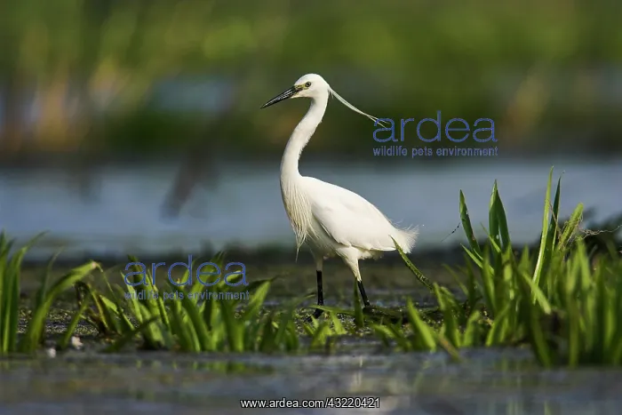 : Little Egret (Egretta garzetta) in the Danube : Little Egret (Egretta garzetta) in the Danube