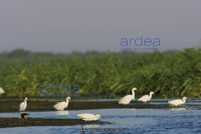 : Little Egret (Egretta garzetta) in the Danube : Little Egret (Egretta garzetta) in the Danube