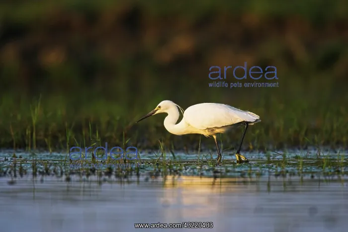 : Little Egret (Egretta garzetta) in the Danube : Little Egret (Egretta garzetta) in the Danube