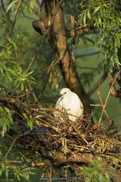  : Little Egret (Egretta garzetta) in the Danube