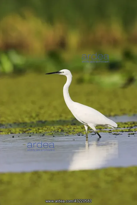 : Little Egret (Egretta garzetta) in the Danube : Little Egret (Egretta garzetta) in the Danube