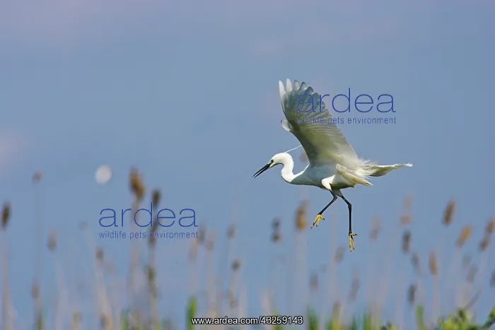 : Little Egret (Egretta garzetta) in the Danube : Little Egret (Egretta garzetta) in the Danube