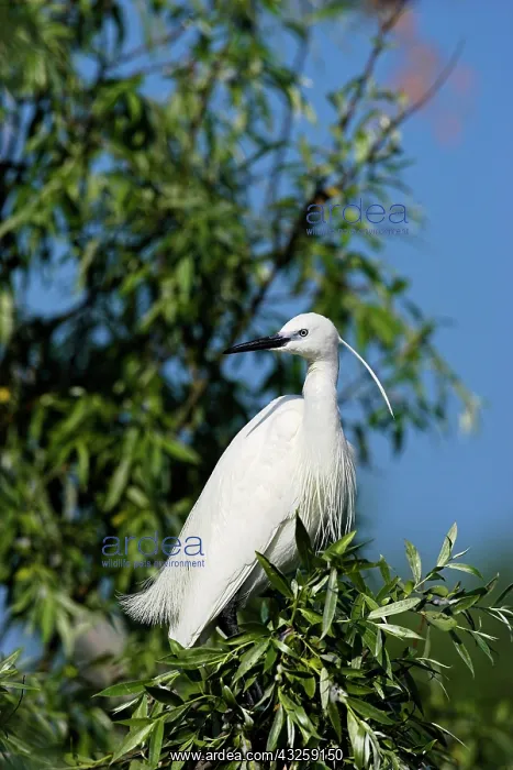 : Little Egret (Egretta garzetta) in the Danube : Little Egret (Egretta garzetta) in the Danube