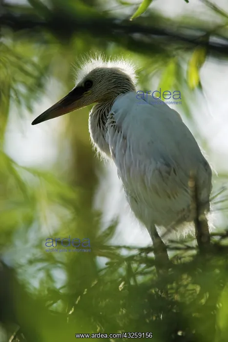 : Little Egret (Egretta garzetta) in the Danube : Little Egret (Egretta garzetta) in the Danube