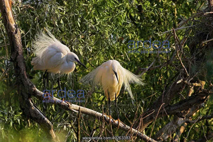 : Little Egret (Egretta garzetta) in the Danube : Little Egret (Egretta garzetta) in the Danube