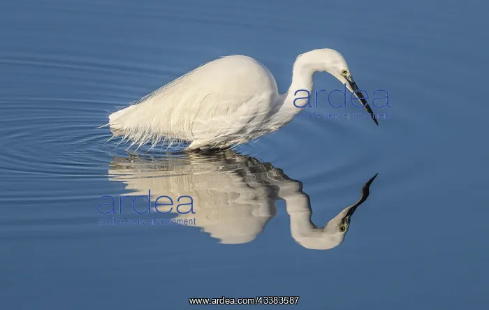 : Little egret, Egretta garzetta, feeding in calm : Little egret, Egretta garzetta, feeding in calm