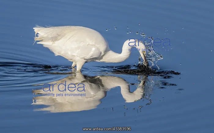 : Little egret, Egretta garzetta, feeding in calm : Little egret, Egretta garzetta, feeding in calm