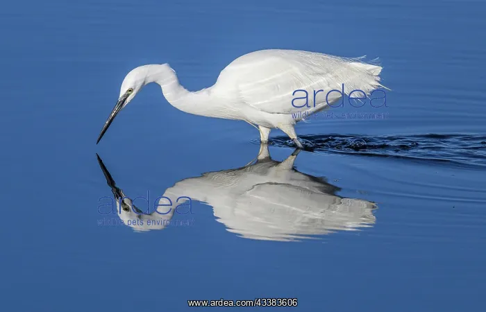 : Little egret, Egretta garzetta, feeding in calm : Little egret, Egretta garzetta, feeding in calm