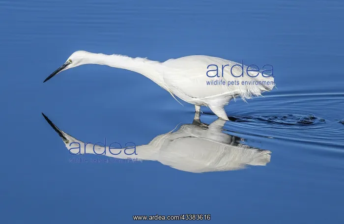  : Little egret, Egretta garzetta, feeding in calm