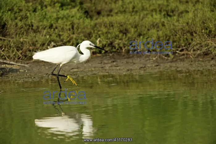  : Little Egret (Egretta garzetta) foraging