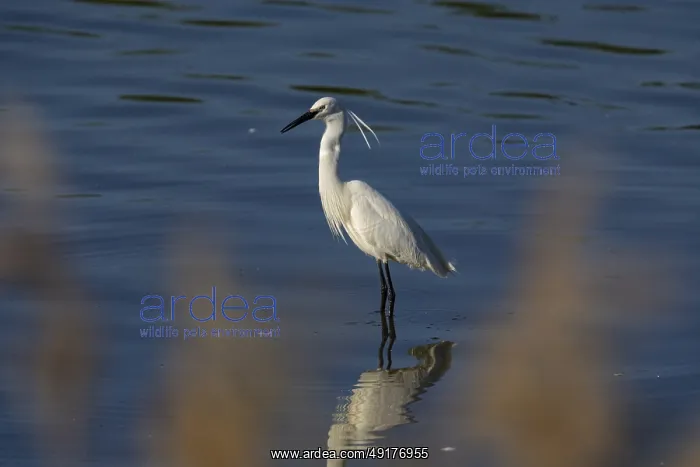 : Little Egret (Egretta garzetta) Germany : Little Egret (Egretta garzetta) Germany