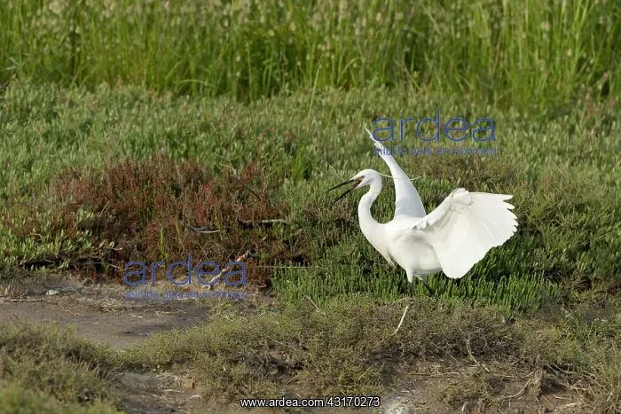 : Little Egret (Egretta garzetta) hunting : Little Egret (Egretta garzetta) hunting