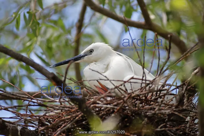 : Little Egret (Egretta garzetta) on nest in breeding : Little Egret (Egretta garzetta) on nest in breeding
