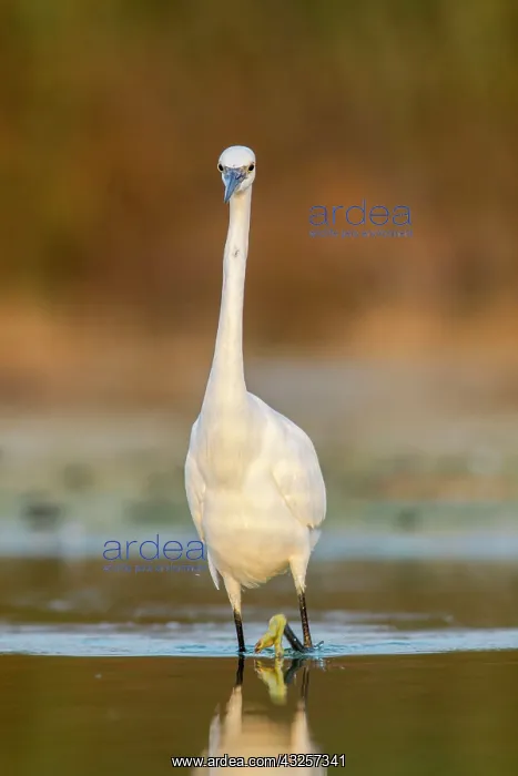 : Little Egret - feeding on marsh : Little Egret - feeding on marsh
