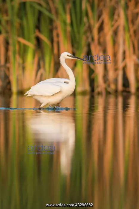  : Little Egret - feeding on marsh