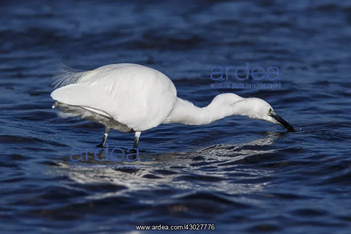 : Little Egret - fishing on sea - Asturias, Spain : Little Egret - fishing on sea - Asturias, Spain