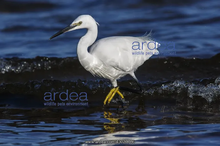: Little Egret - fishing on sea - Asturias, Spain : Little Egret - fishing on sea - Asturias, Spain