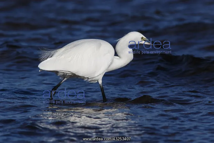 : Little Egret - fishing on sea - Asturias, Spain : Little Egret - fishing on sea - Asturias, Spain